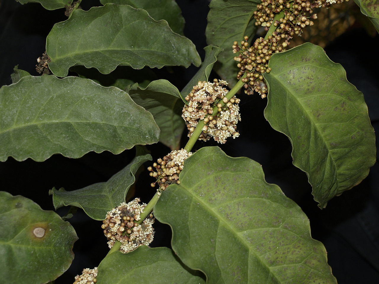 [Amborella trichopoda]
